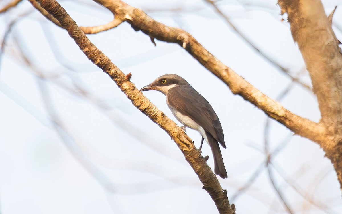 Malabar Woodshrike - ML636300570