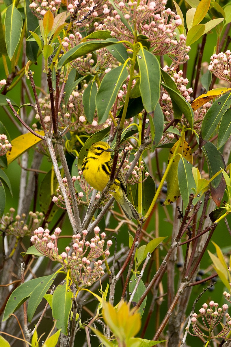 Prairie Warbler - ML636300580