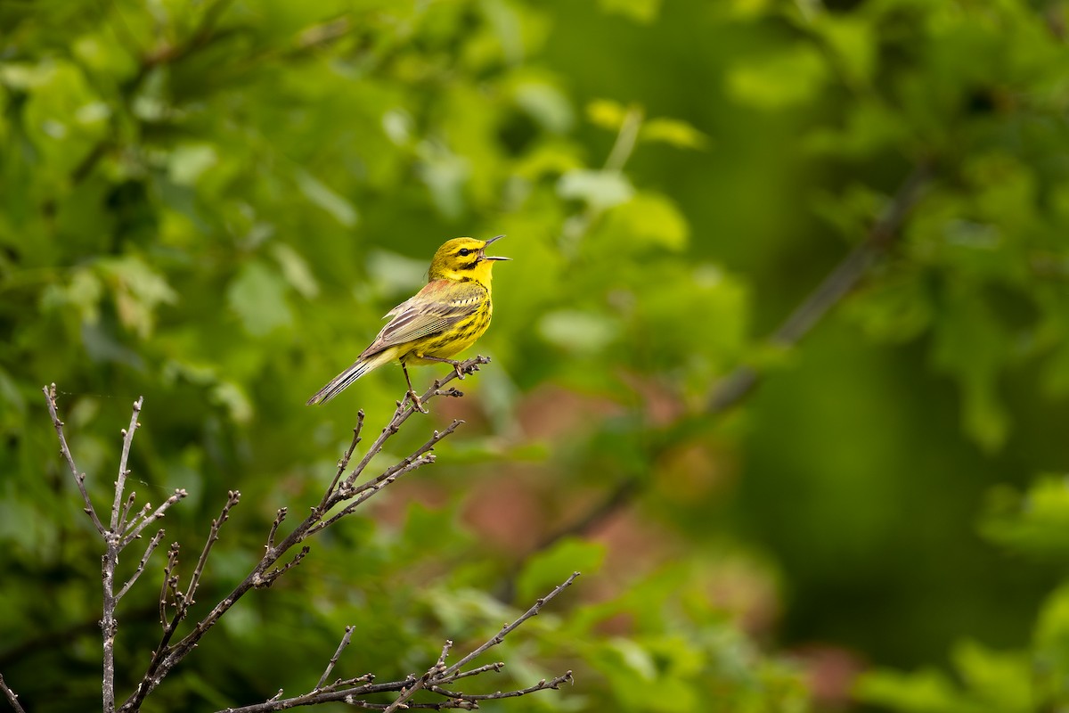 Prairie Warbler - ML636300584