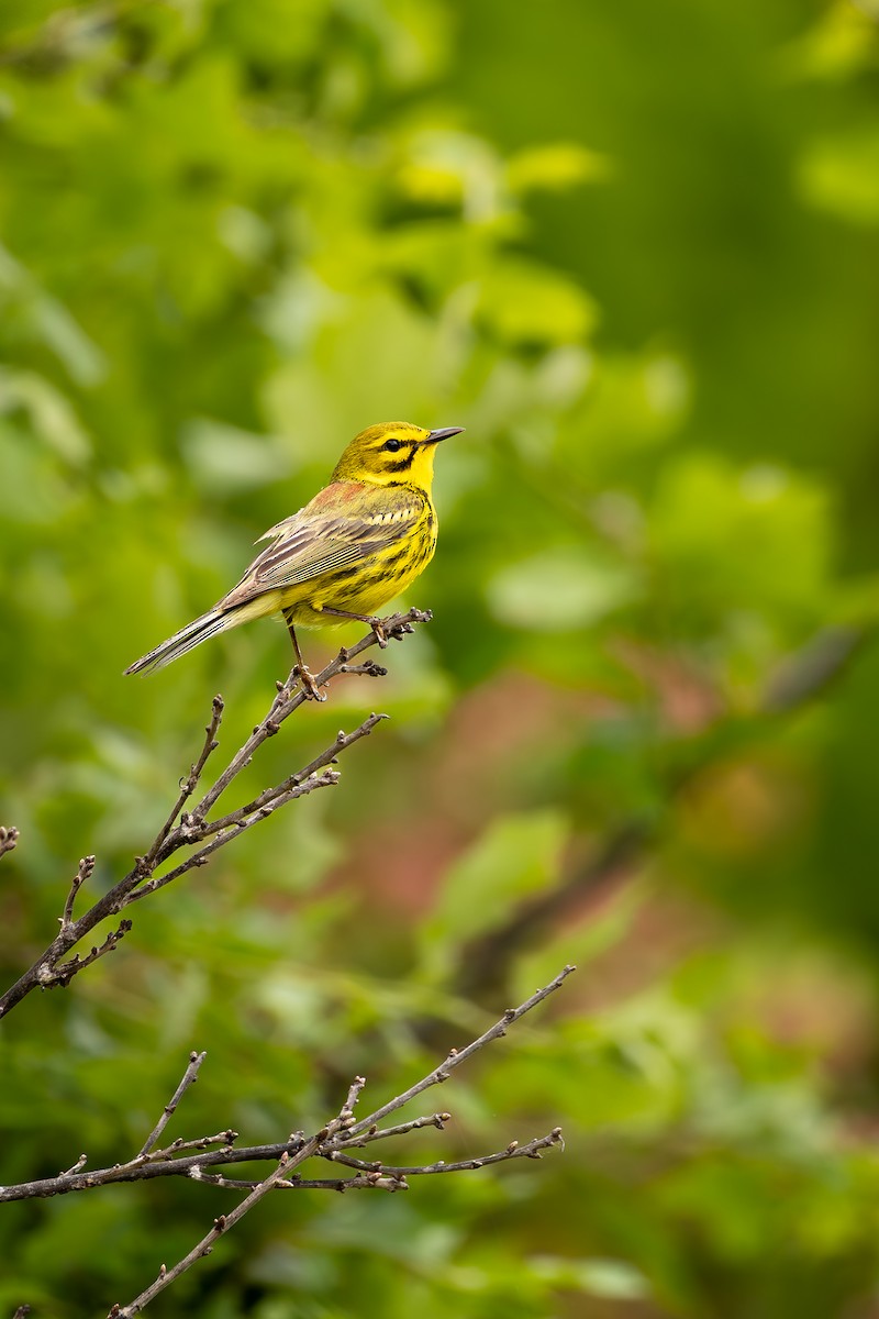 Prairie Warbler - ML636300586