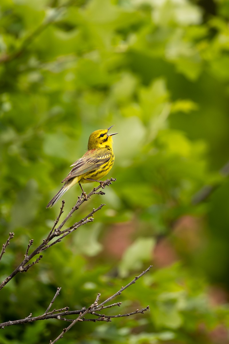 Prairie Warbler - ML636300594