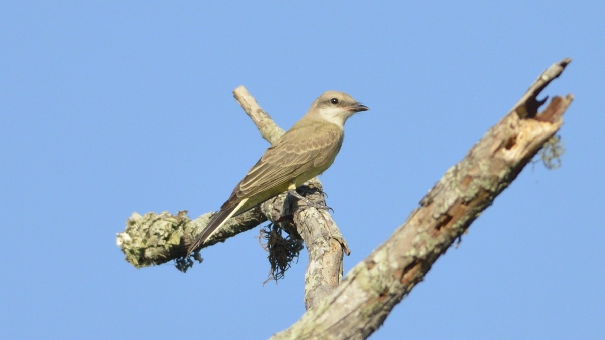 Schmalschnabel-Königstyrann - ML63630061