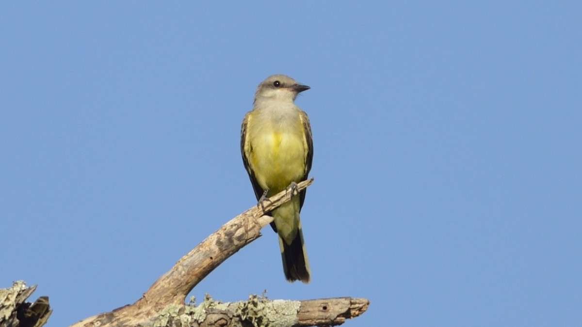 Western Kingbird - ML63630071