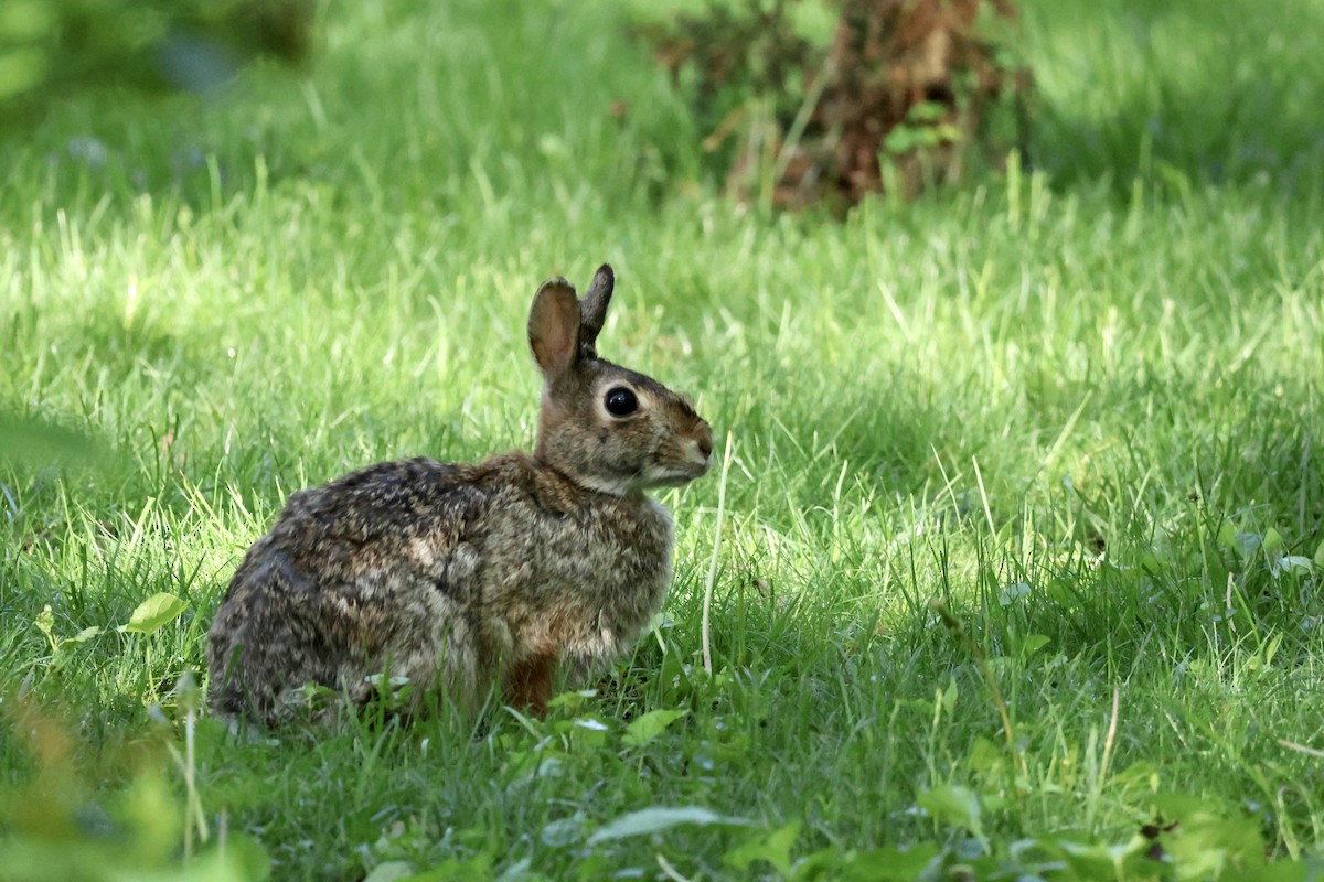 Animals - ML636300756