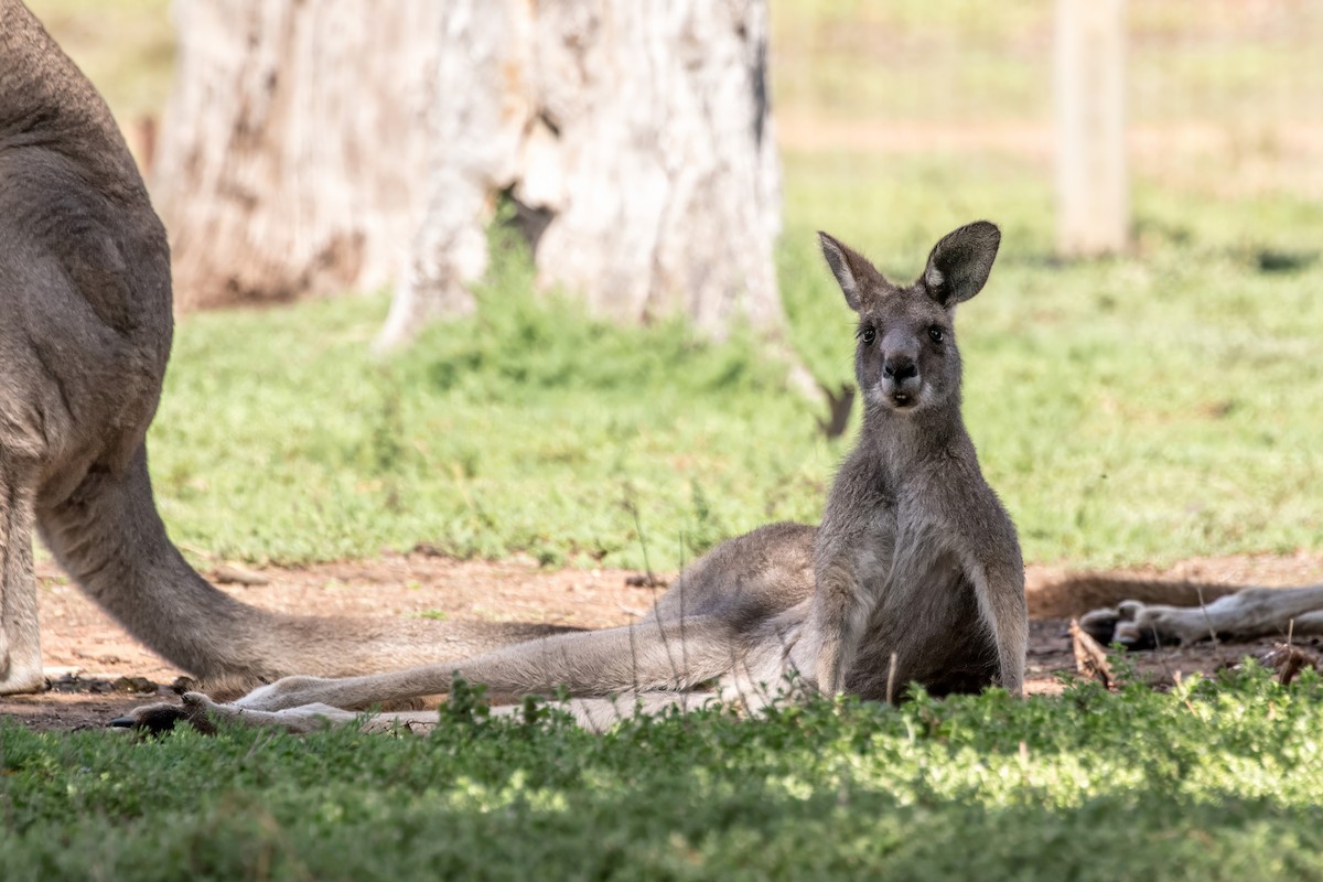 Eastern Grey Kangaroo - ML636300759