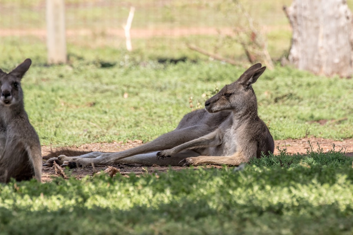 Eastern Grey Kangaroo - ML636300760