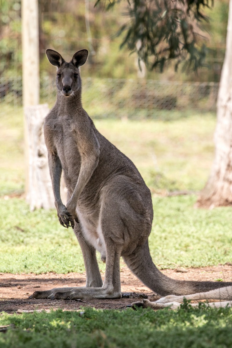 Animals - ML636300761