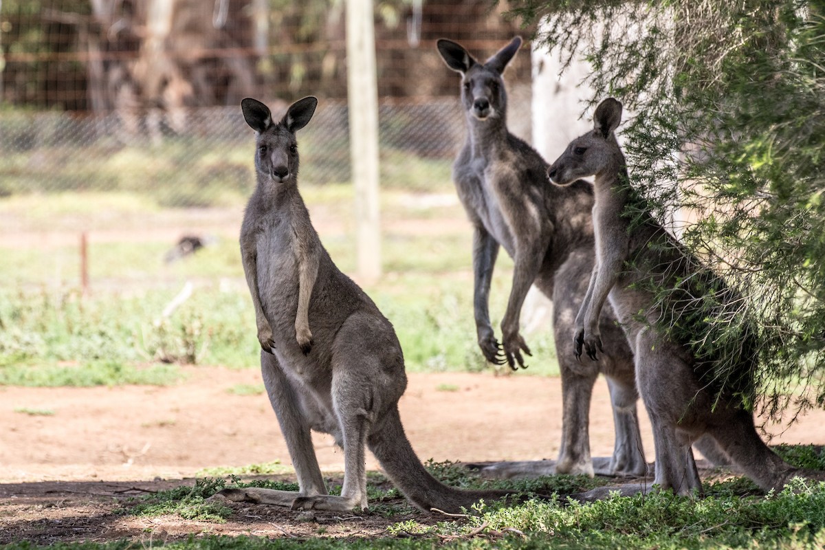 Animals - ML636300768