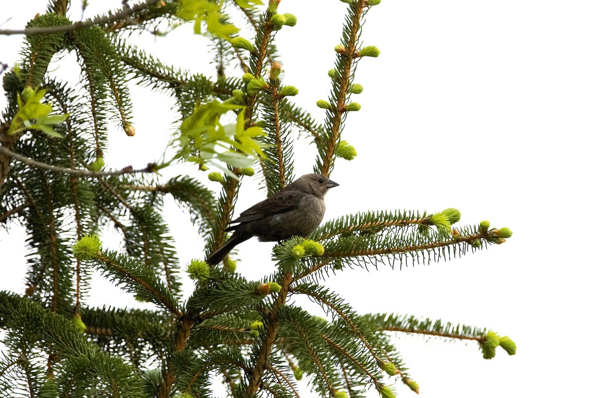 Brown-headed Cowbird - ML636300803