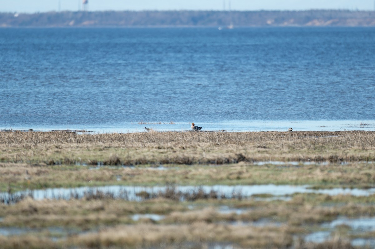 Eurasian Wigeon - ML636300926