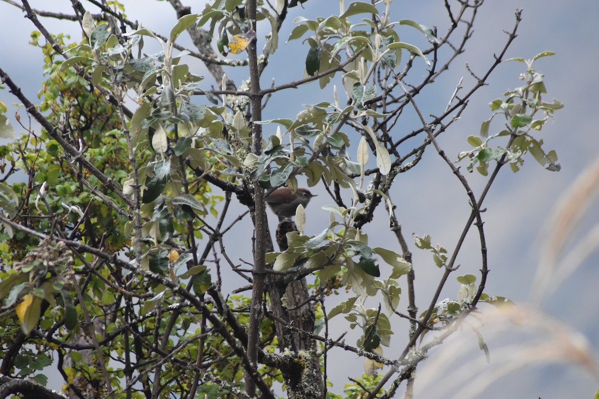 Azara's Spinetail - ML636300930