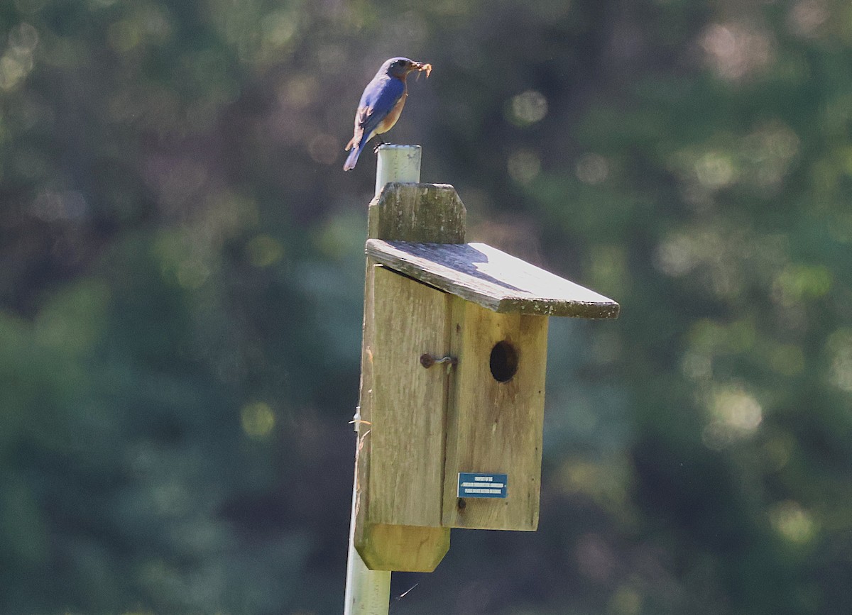 Eastern Bluebird - ML636300975