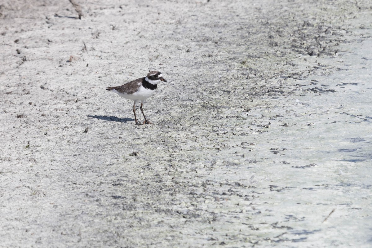 Common Ringed Plover - ML636300993