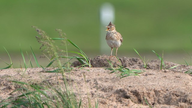 Eurasian Skylark - ML636301143