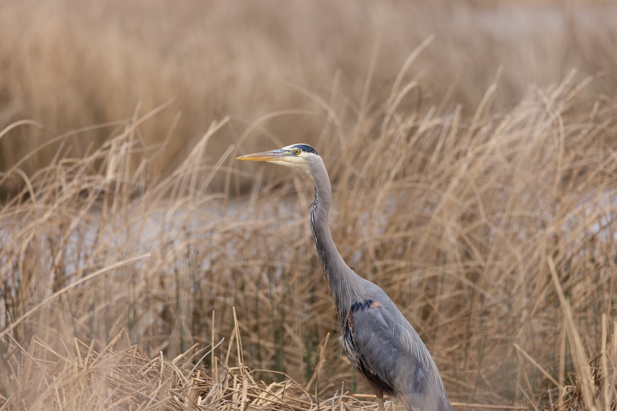 volavka velká - ML636301208