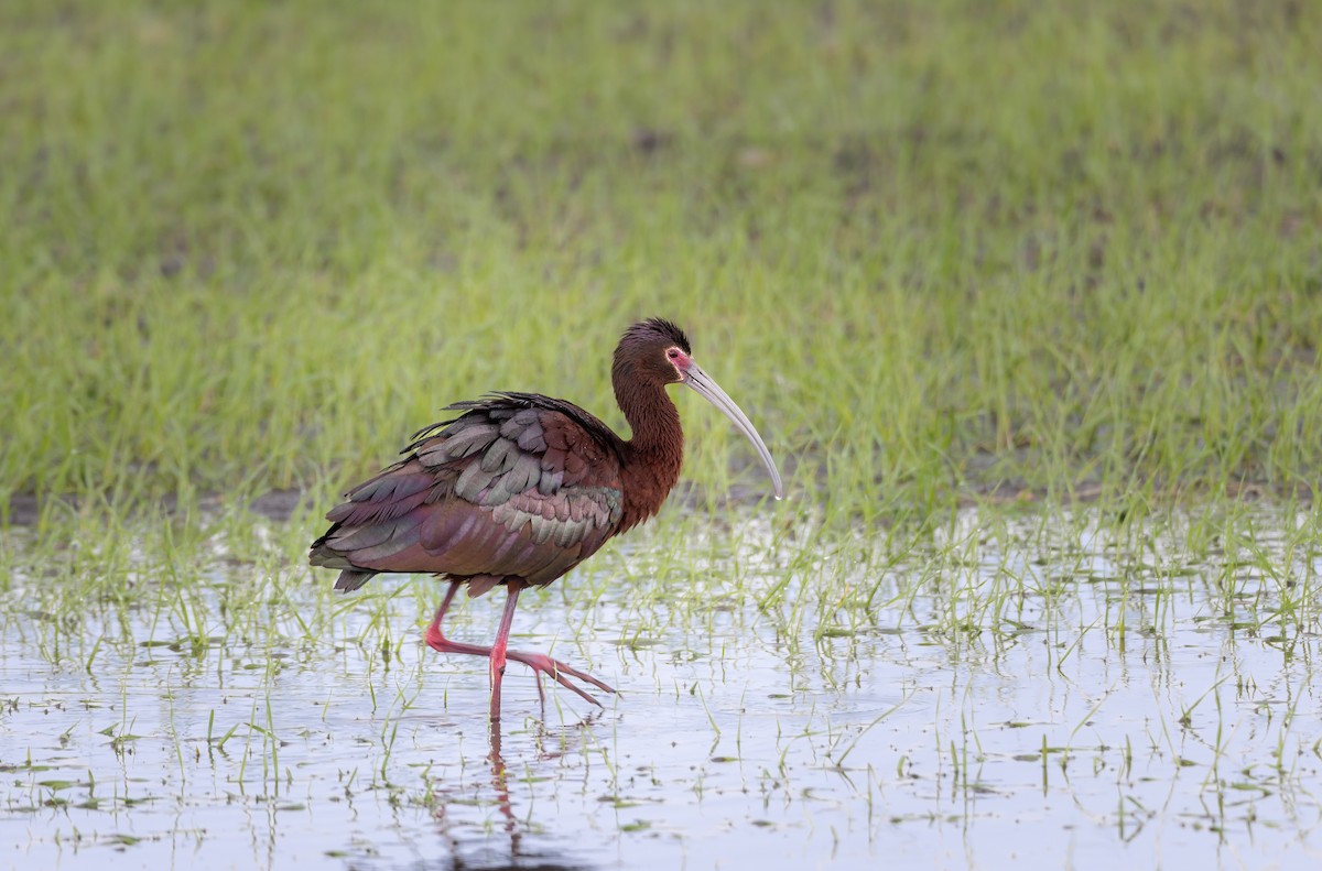 ibis americký - ML636301220
