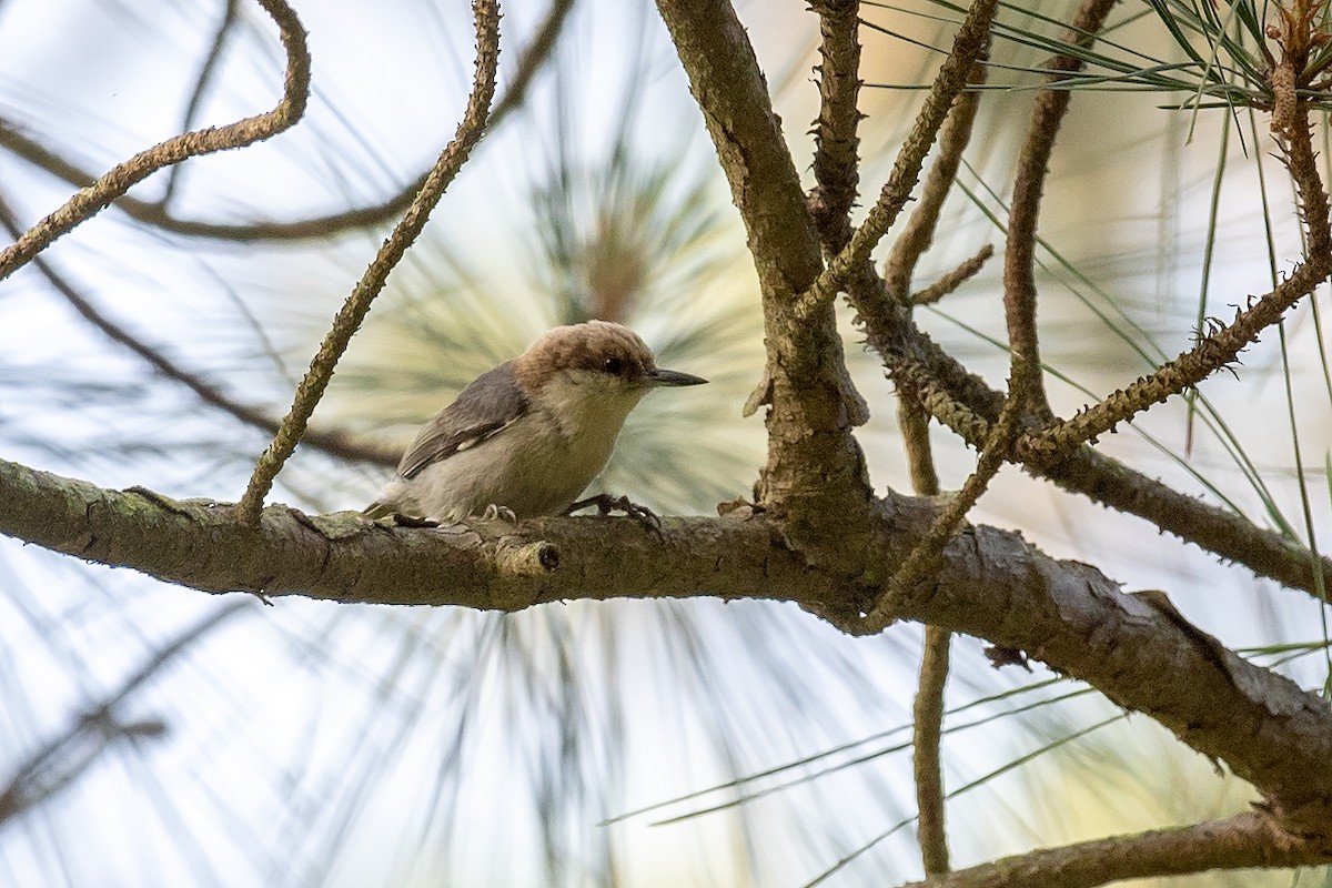 Brown-headed Nuthatch - ML636301221