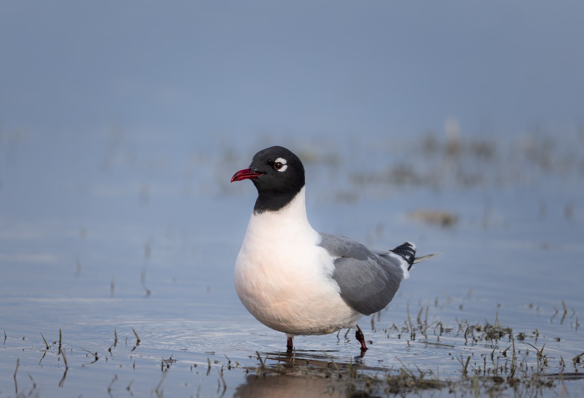 racek vnitrozemský - ML636301240