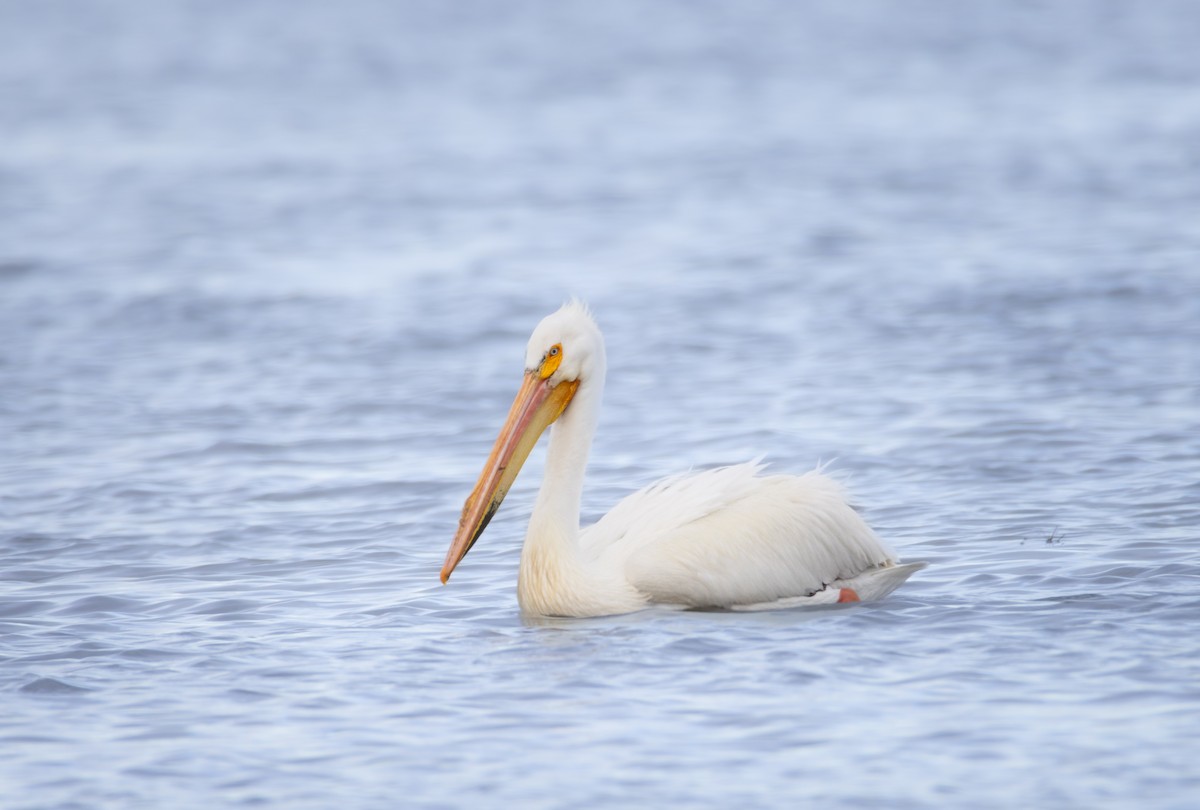 pelikán severoamerický - ML636301253