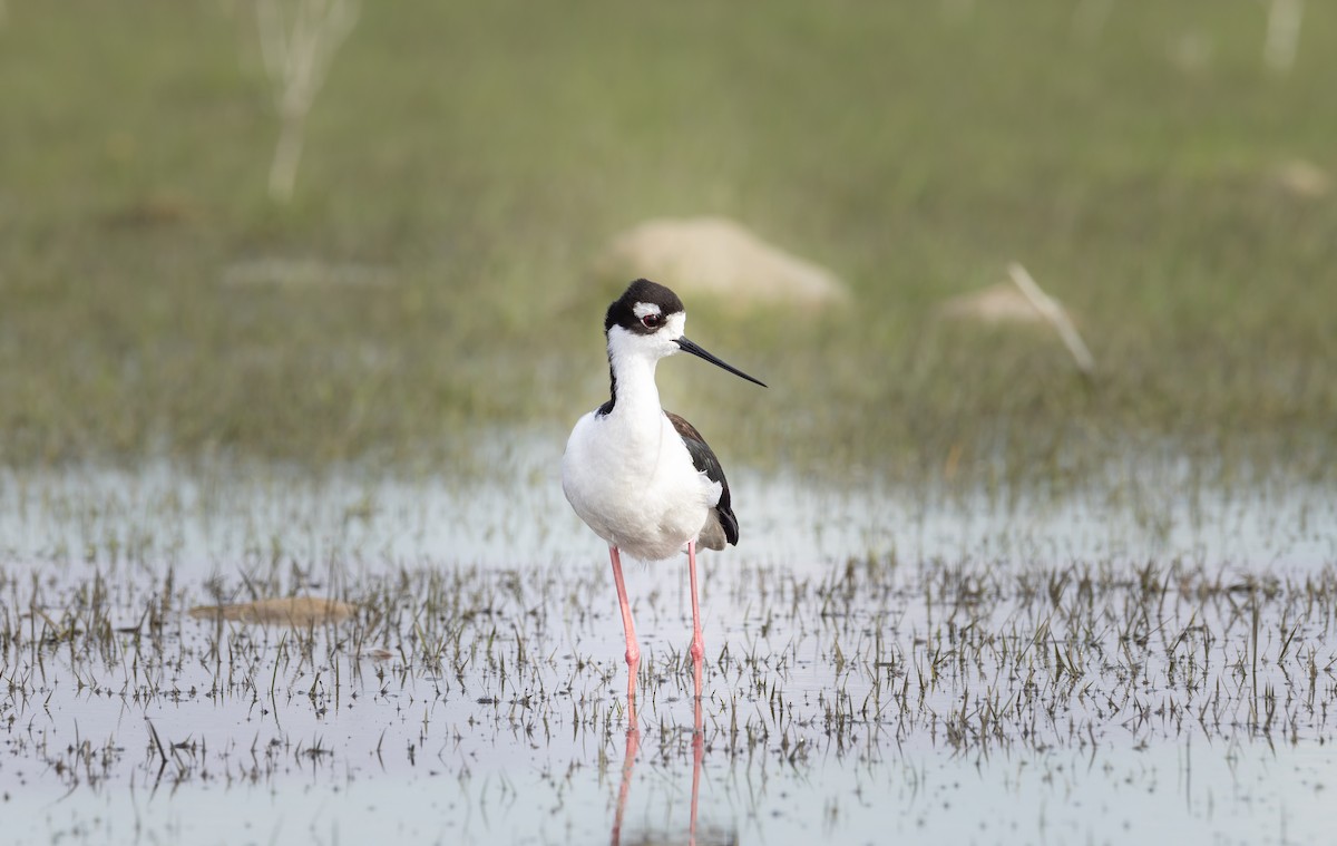 pisila černokrká - ML636301269