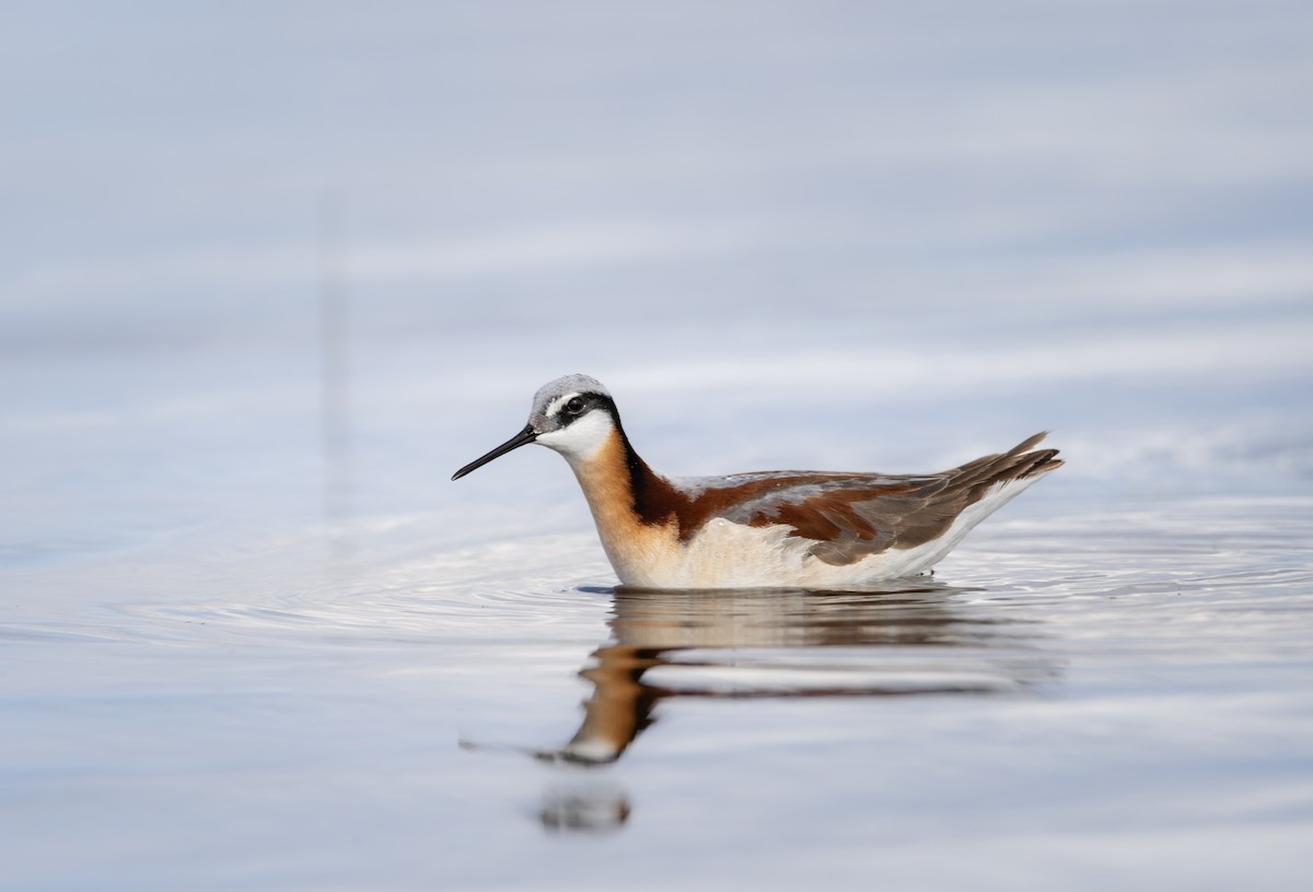 lyskonoh dlouhozobý - ML636301287