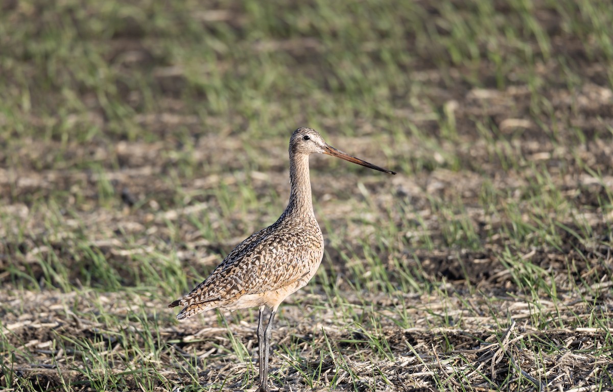 břehouš velký - ML636301304