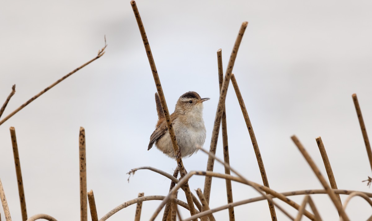 střízlík bažinný - ML636301312