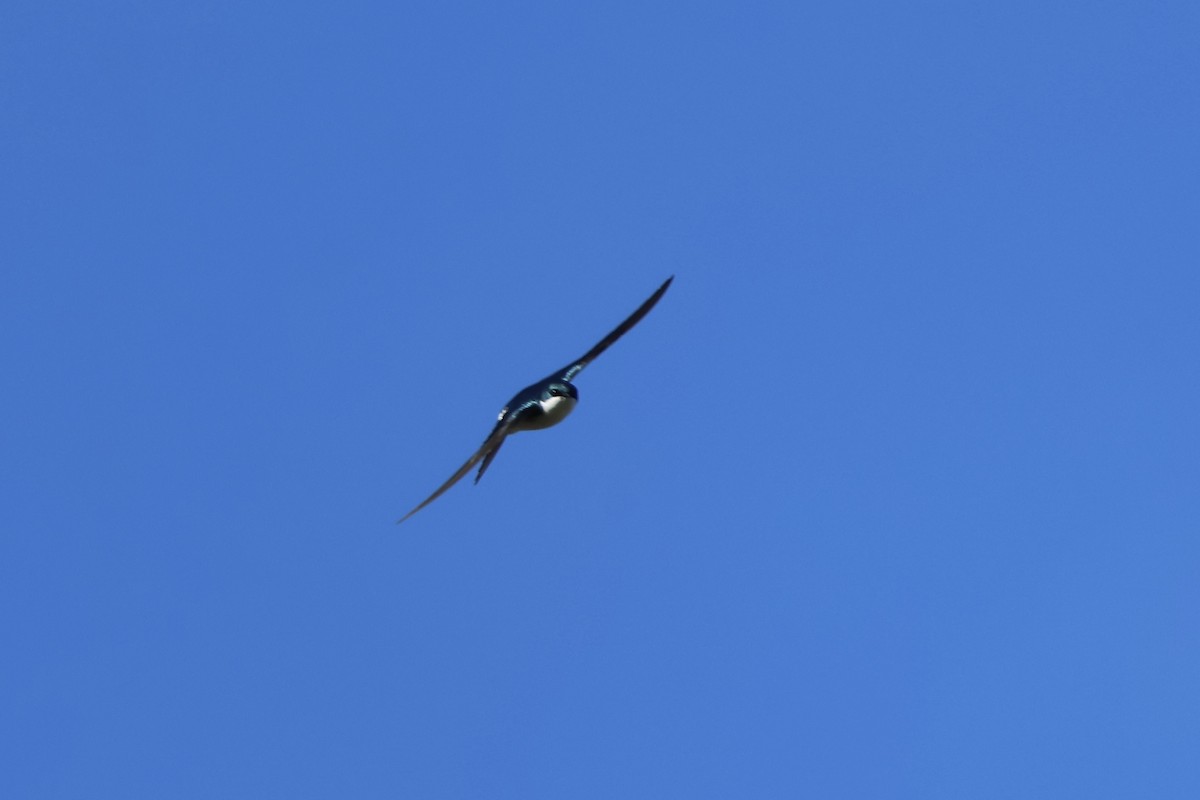 Tree Swallow - ML636301355