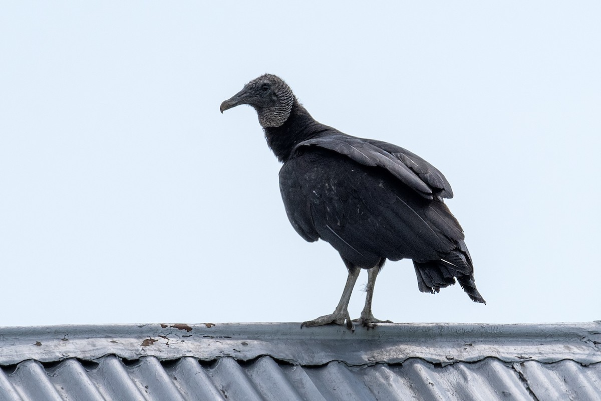 Black Vulture - ML636301429