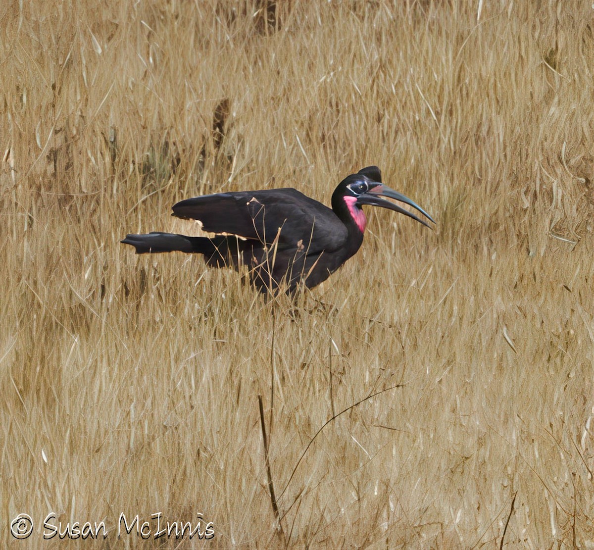 Abyssinian Ground-Hornbill - ML636301468