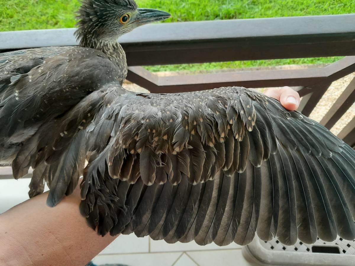 Yellow-crowned Night Heron - ML636301506