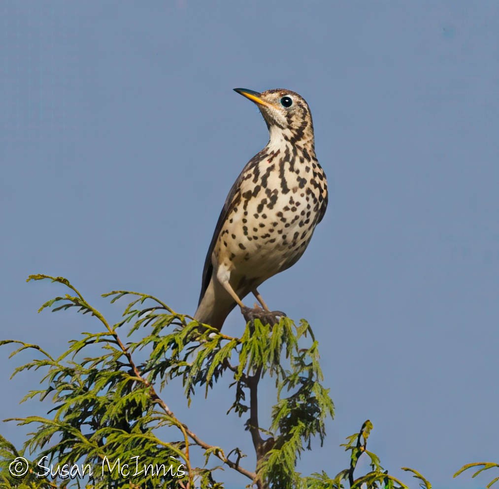 Ethiopian Thrush - ML636301533