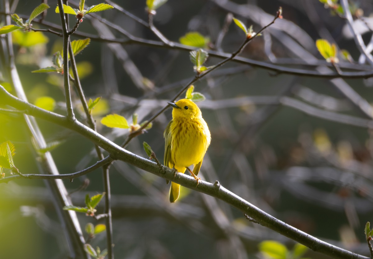 lesňáček zlatotemenný - ML636301551