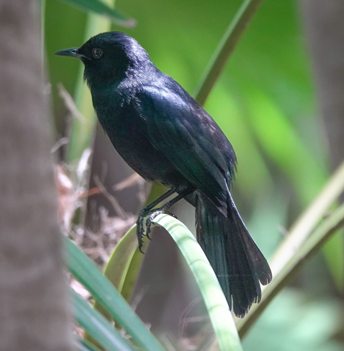 Black Catbird - ML636301556
