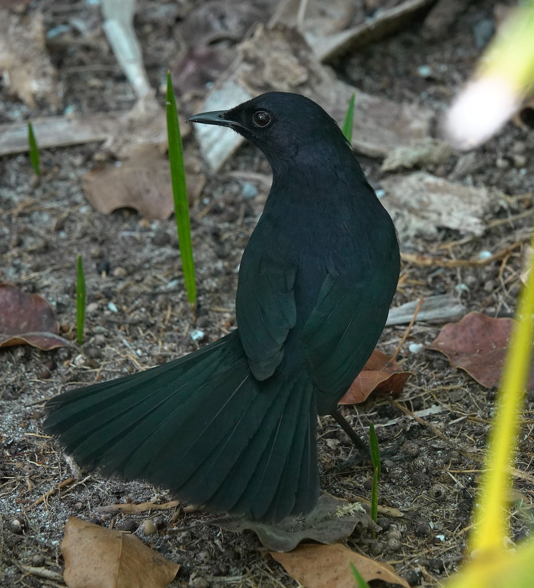Black Catbird - ML636301568