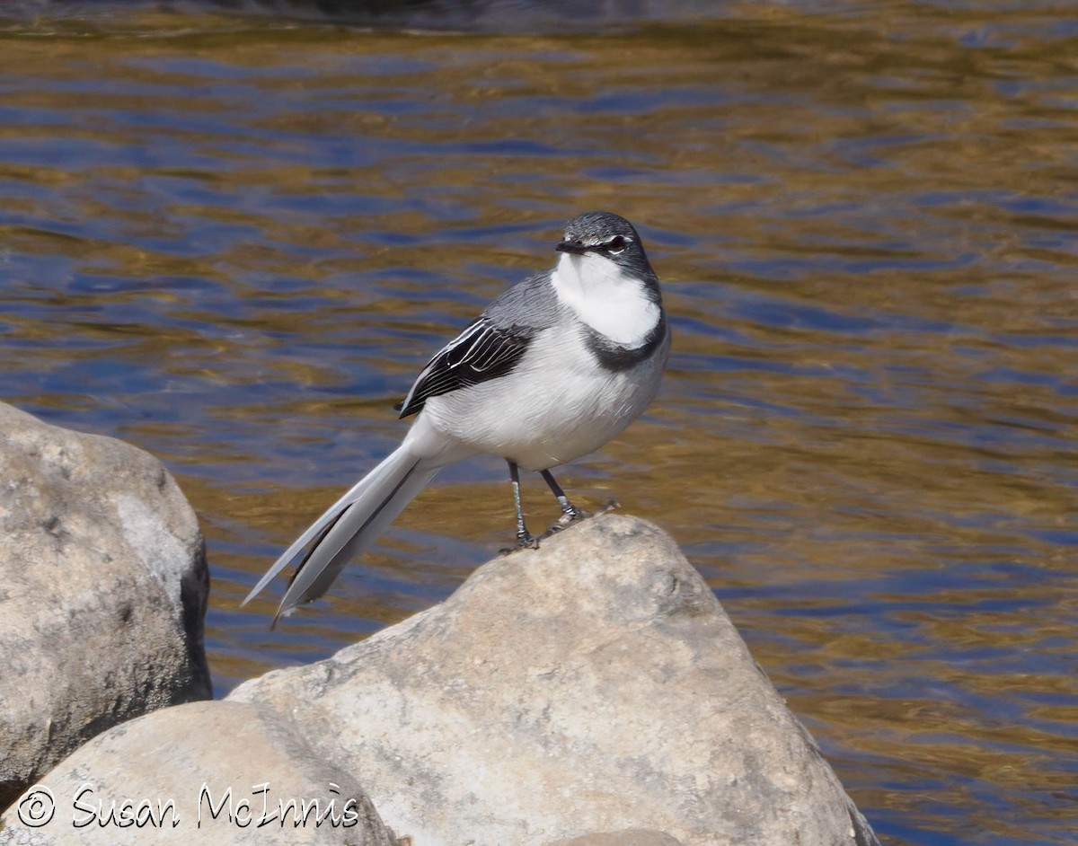 Mountain Wagtail - ML636301571