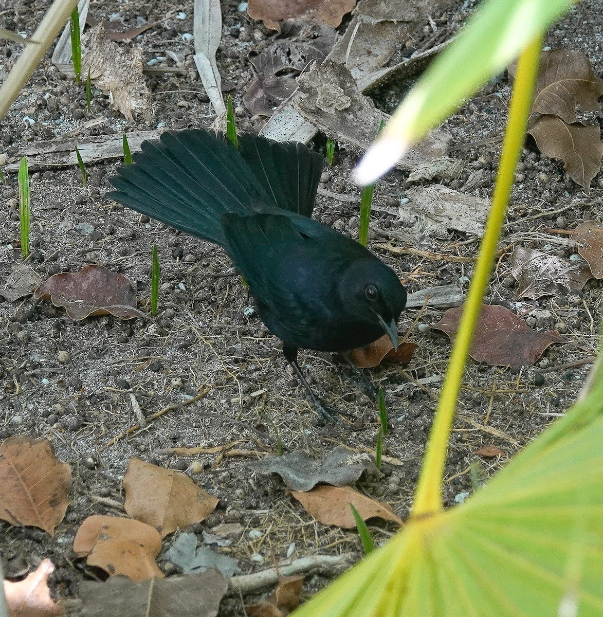 Black Catbird - ML636301583