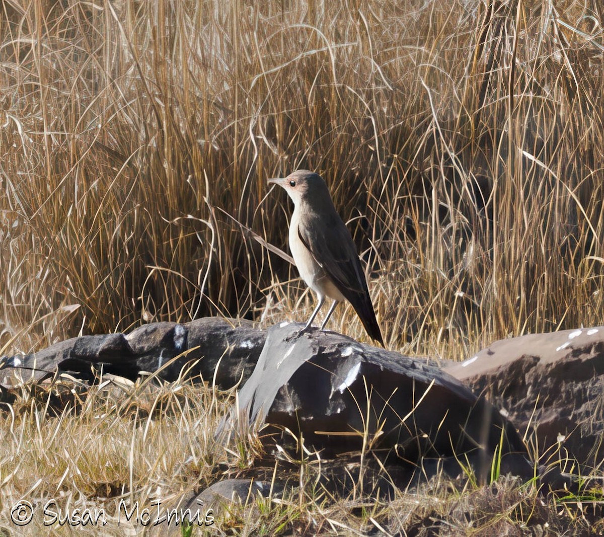 Rufous-tailed Rock-Thrush - ML636301586