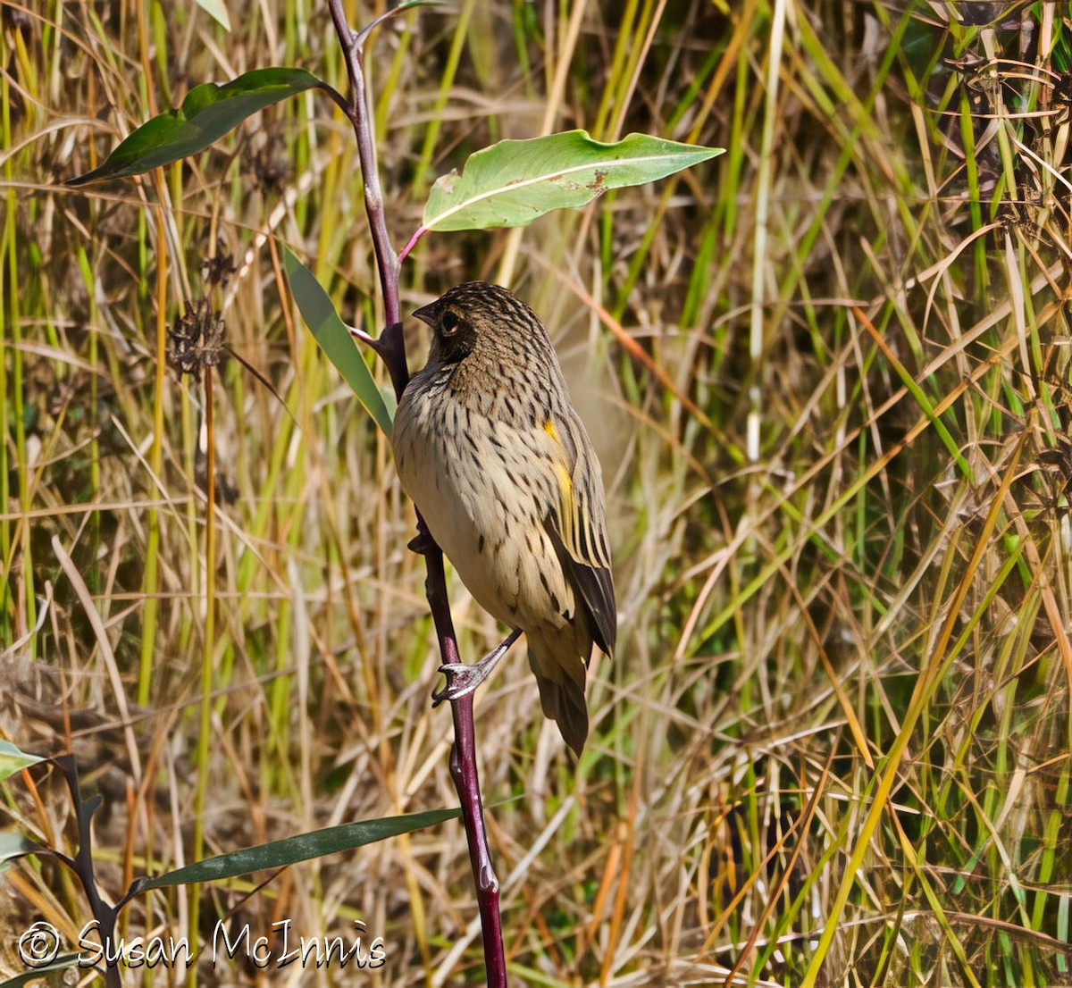 Yellow Bishop (Ethiopian) - ML636301612