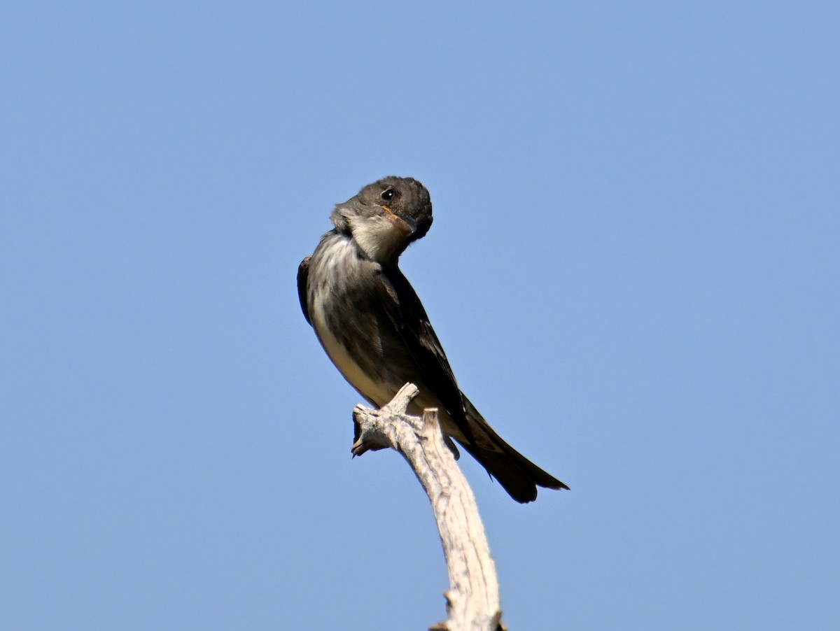 Olive-sided Flycatcher - ML636301702