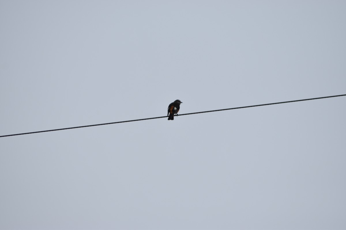 Red-rumped Bush-Tyrant - ML636301746
