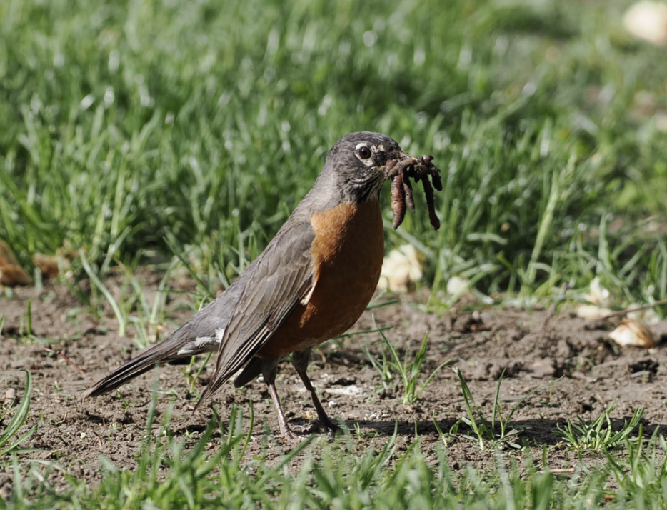 American Robin - ML636301748
