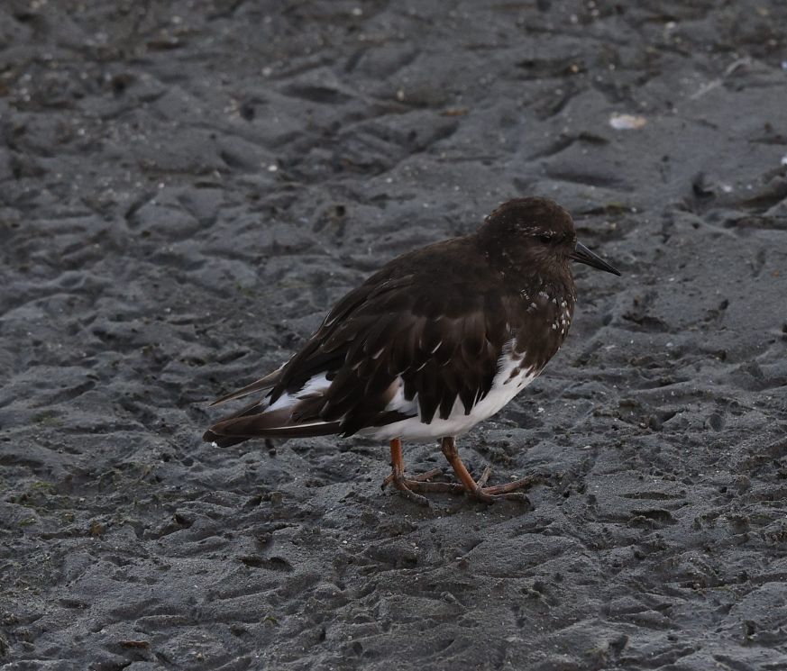 Black Turnstone - ML636301756