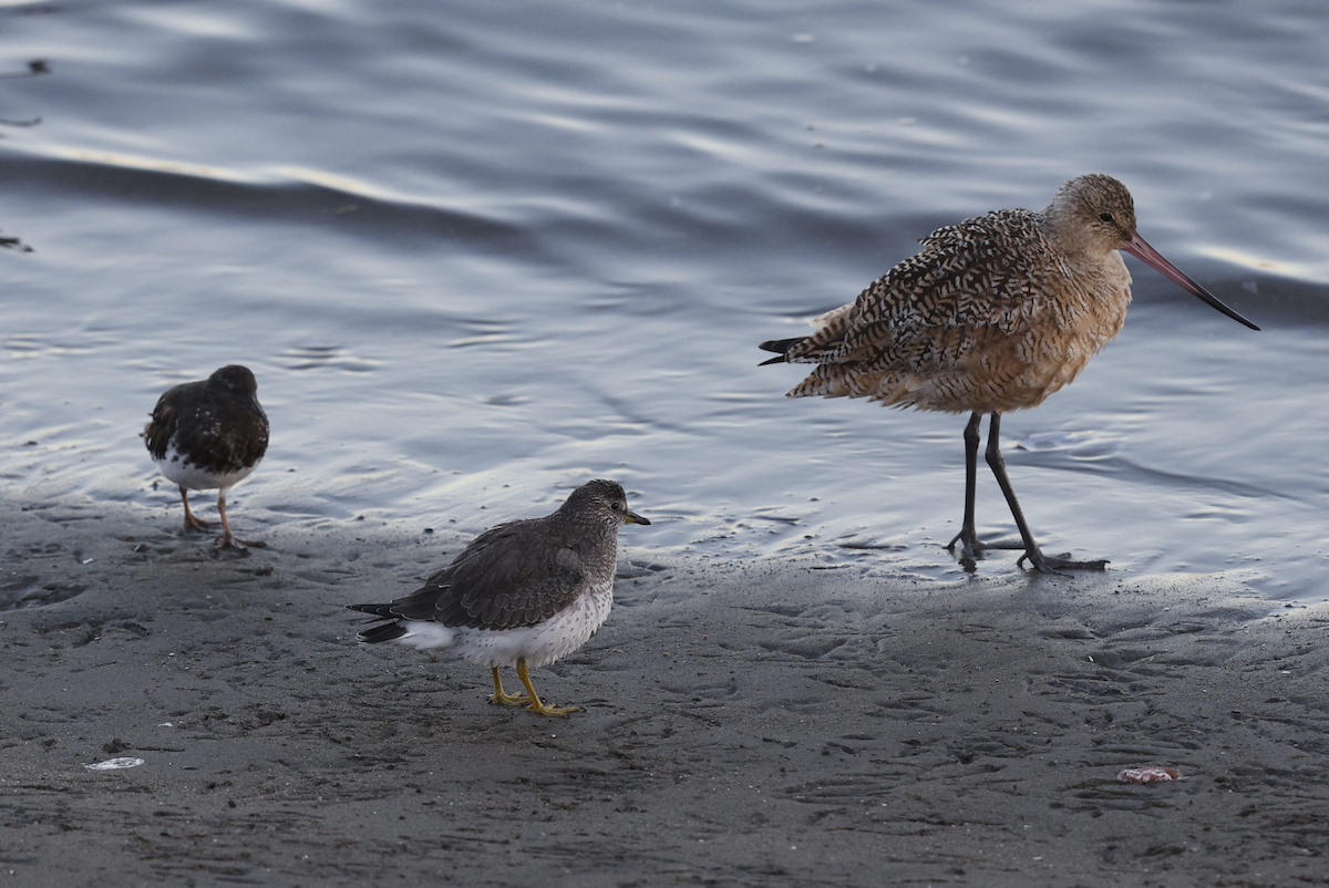Black Turnstone - ML636301765