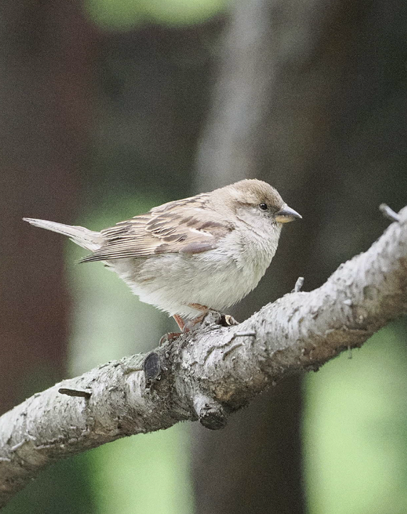 House Sparrow - ML636301786