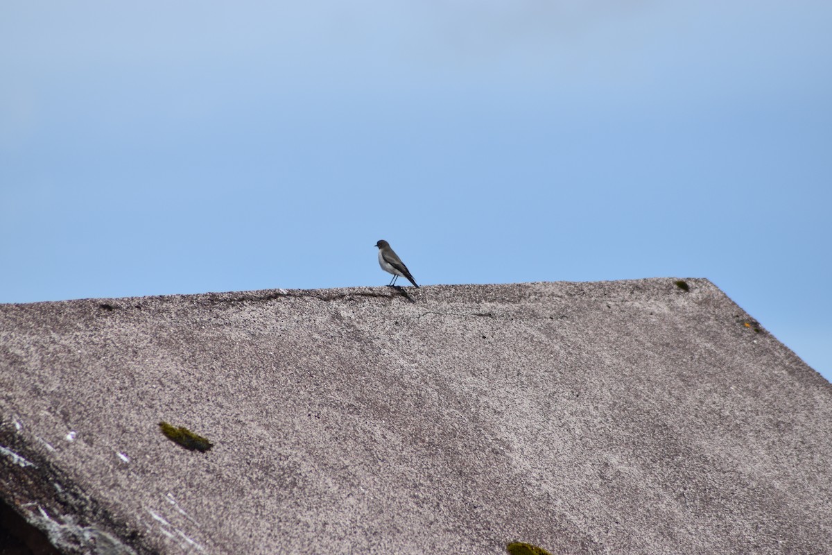 Plain-capped Ground-Tyrant - ML636301804