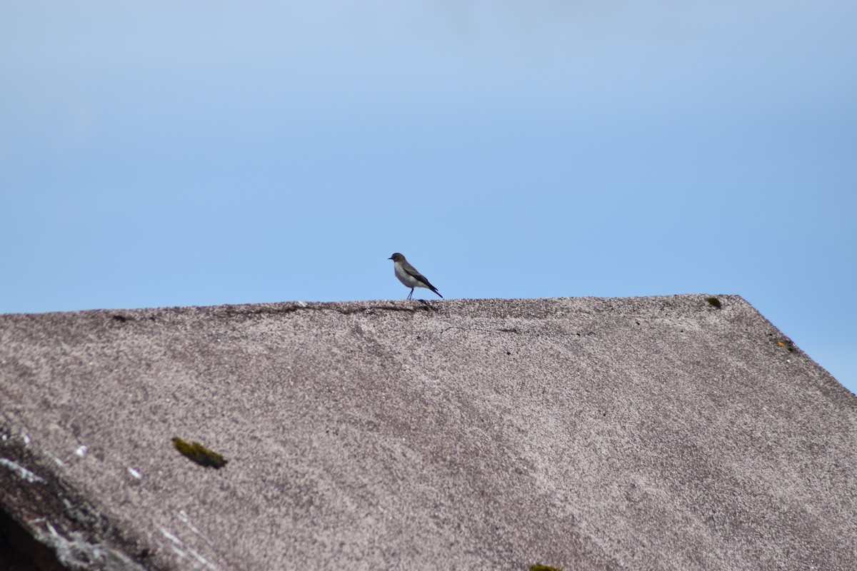 Plain-capped Ground-Tyrant - ML636301805