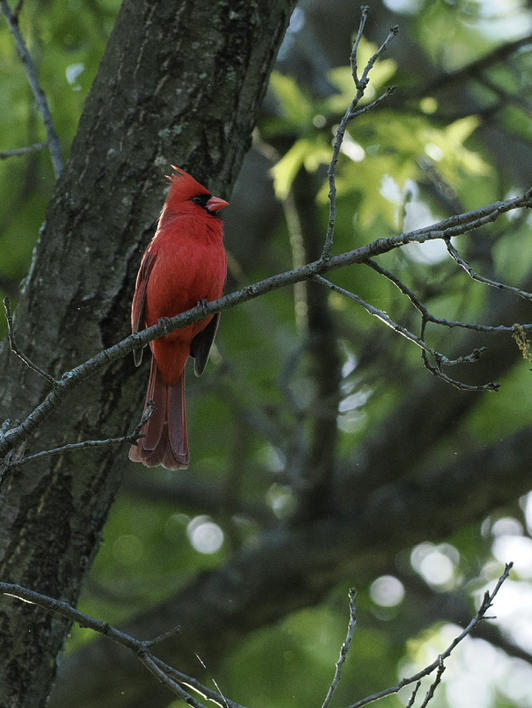 Northern Cardinal - ML636301808