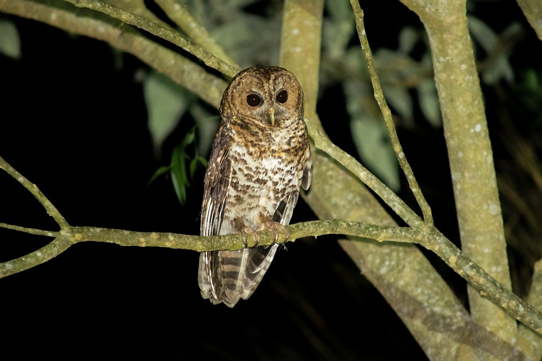 Rusty-barred Owl - ML636301985