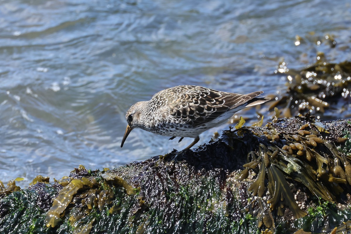Purple Sandpiper - ML636302042